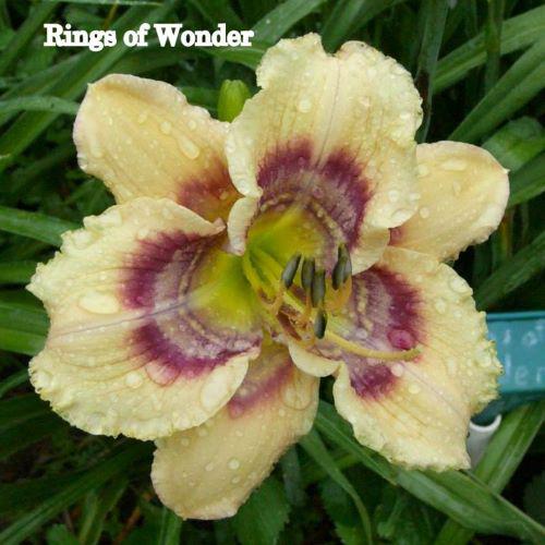 rings of wonder